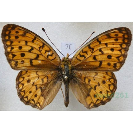 Argynnis niobe (Linnaeus, 1758) Dostojka niobe Montenegro7f